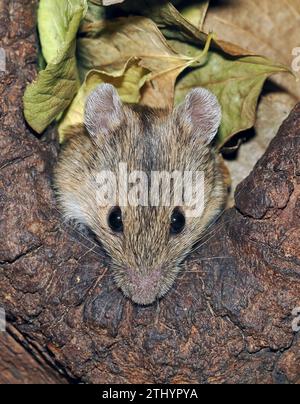 Gestreifte Feldmaus, Brandmaus, Mulot rayé, Apodemus agrarius, pirókegér, Ungarn, Magyarország, Europa Stockfoto