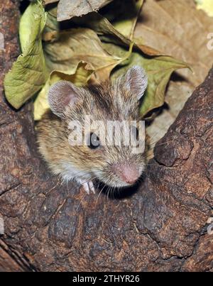 Gestreifte Feldmaus, Brandmaus, Mulot rayé, Apodemus agrarius, pirókegér, Ungarn, Magyarország, Europa Stockfoto