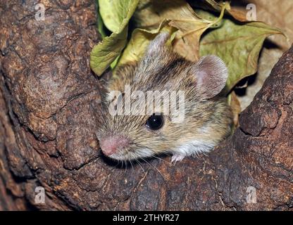 Gestreifte Feldmaus, Brandmaus, Mulot rayé, Apodemus agrarius, pirókegér, Ungarn, Magyarország, Europa Stockfoto