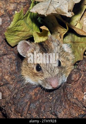 Gestreifte Feldmaus, Brandmaus, Mulot rayé, Apodemus agrarius, pirókegér, Ungarn, Magyarország, Europa Stockfoto
