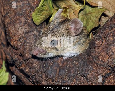 Gestreifte Feldmaus, Brandmaus, Mulot rayé, Apodemus agrarius, pirókegér, Ungarn, Magyarország, Europa Stockfoto