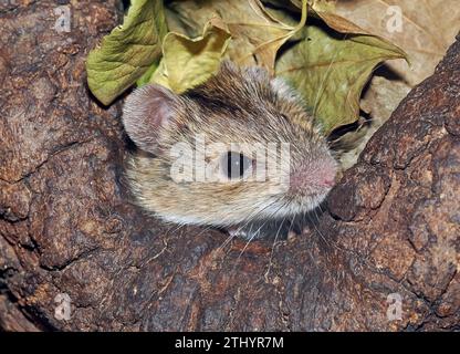 Gestreifte Feldmaus, Brandmaus, Mulot rayé, Apodemus agrarius, pirókegér, Ungarn, Magyarország, Europa Stockfoto