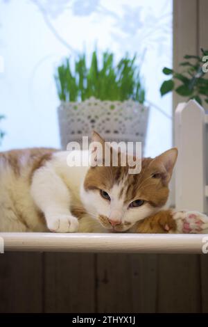 Die Katze liegt auf der Fensterbank in der Nähe eines Topfes mit Kräutern. Der Mantel ist rot und weiß. Gras für die Katze. Stockfoto