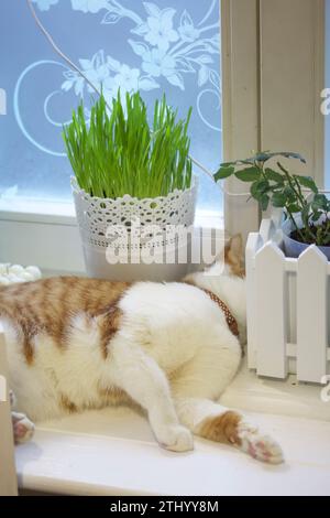 Die Katze liegt auf der Fensterbank in der Nähe eines Topfes mit Kräutern. Der Mantel ist rot und weiß. Gras für die Katze. Stockfoto