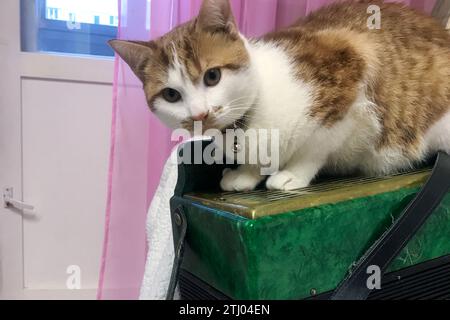 Die Katze sitzt auf dem Akkordeon. Der Mantel ist rot und weiß. Stockfoto
