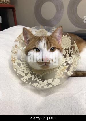 Katze im Post-OP-Kragen. Der Mantel ist rot und weiß. Nahaufnahme. Stockfoto