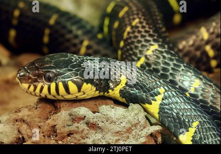 Goldene Katzenschlange, Mangrovenschlange, Ularburong, Mangroven-Nachtbaumnatter, Schlange des Mangroves, Boiga dendrophila, mangrovesikló, Zoo Stockfoto