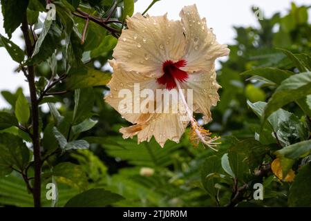 Makros, Hibiskusblüten oder Chinesische Rose, bedeckt mit Regentropfen nach einem Regenschauer. Stockfoto