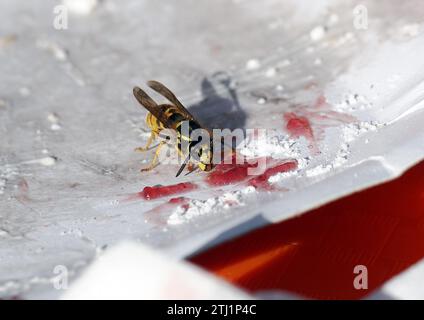 Europäische Wespe, Deutsche Wespe, Guêpe germanique, Vespula germanica, Budapest, Ungarn, Magyarország, Europa Stockfoto