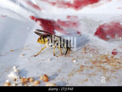 Europäische Wespe, Deutsche Wespe, Guêpe germanique, Vespula germanica, Budapest, Ungarn, Magyarország, Europa Stockfoto