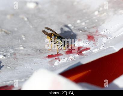 Europäische Wespe, Deutsche Wespe, Guêpe germanique, Vespula germanica, Budapest, Ungarn, Magyarország, Europa Stockfoto
