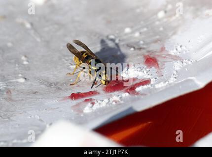 Europäische Wespe, Deutsche Wespe, Guêpe germanique, Vespula germanica, Budapest, Ungarn, Magyarország, Europa Stockfoto