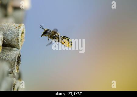 Fliegende Wildbiene vor Insektenhotel, Fliegende Wildbiene vor Insektenhotel Stockfoto