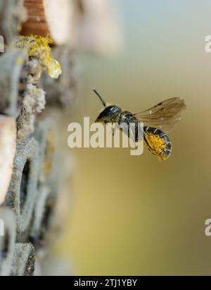 Fliegende Wildbiene vor Insektenhotel, Fliegende Wildbiene vor Insektenhotel Stockfoto