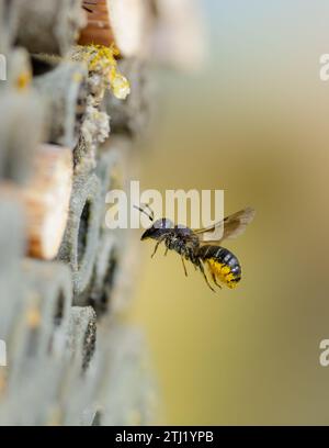 Fliegende Wildbiene vor Insektenhotel, Fliegende Wildbiene vor Insektenhotel Stockfoto