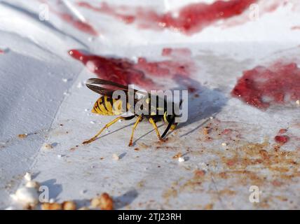 Europäische Wespe, Deutsche Wespe, Guêpe germanique, Vespula germanica, Budapest, Ungarn, Magyarország, Europa Stockfoto