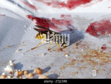 Europäische Wespe, Deutsche Wespe, Guêpe germanique, Vespula germanica, Budapest, Ungarn, Magyarország, Europa Stockfoto
