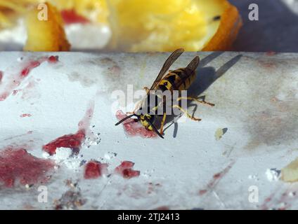 Europäische Wespe, Deutsche Wespe, Guêpe germanique, Vespula germanica, Budapest, Ungarn, Magyarország, Europa Stockfoto