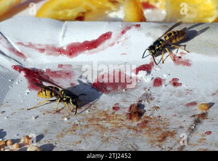 Europäische Wespe, Deutsche Wespe, Guêpe germanique, Vespula germanica, Budapest, Ungarn, Magyarország, Europa Stockfoto