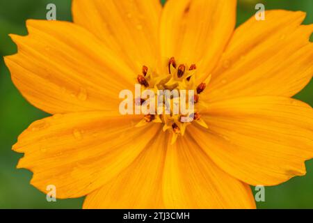 COSMOS sulphureus ist auch bekannt als Schwefelkosmos und gelber Kosmos, der in der Wildnis in Sri Lanka wächst Stockfoto