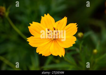 Makrofoto von Cosmos sulphureus ist auch bekannt als Schwefelkosmos und gelber Kosmos, der in der Wildnis in Sri Lanka wächst Stockfoto