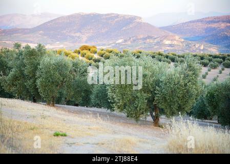 Olivenhain bei Sonnenuntergang in einem warmen Sommer. Benalúa de las Villas, Granada, Andalucía, Spanien, Europa Stockfoto