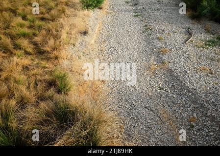 Trockenbett des Flusses Colomera. Benalúa de las Villas, Granada, Andalucía, Spanien, Europa Stockfoto