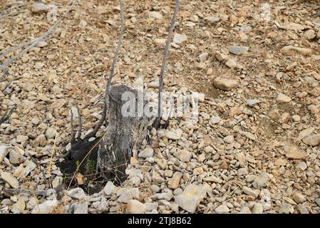 Trockene Stämme neben dem Trockenbett des Colomera-Stausees. Benalúa de las Villas, Granada, Andalucía, Spanien, Europa Stockfoto