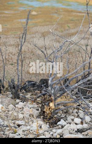 Trockene Stämme neben dem Trockenbett des Colomera-Stausees. Benalúa de las Villas, Granada, Andalucía, Spanien, Europa Stockfoto