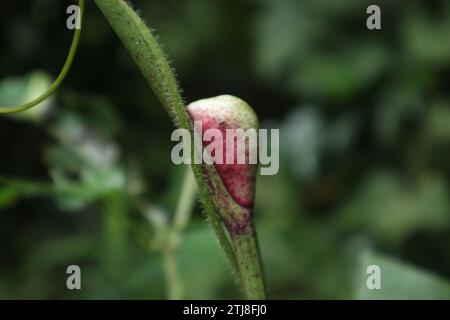 Ein rötliches, natürliches, neues Blattschutzgehäuse (Stipule) auf einem Stamm einer Bandicoot-Beerenpflanze und eine behaarte Weinrebe, die auf dem Stamm der Pflanze klettert. Innen Stockfoto