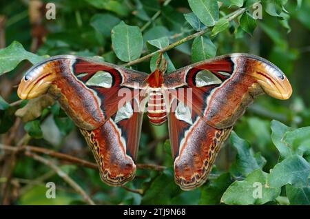 Attacus atlas, die Atlasmotte, ist eine große Sättigungsmotte, die in den Wäldern Asiens endemisch ist. Die Art wurde erstmals von Carl Linnaeus in seiner 10. Ausgabe von Systema Naturae 1758 beschrieben. Der Atlas ist einer der größten Lepidopter mit einer Spannweite von bis zu 24 cm. Quelle: BSpragg Stockfoto