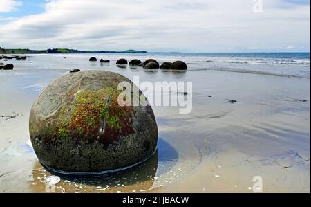 Die Moeraki Boulders sind ungewöhnlich große kugelförmige Felsbrocken, die entlang eines Abschnitts des Koekohe Beach an der wellenförmigen Otago-Küste Neuseelands zwischen Moeraki und Hampden liegen. Sie kommen entweder als isolierte oder als Felsblöcke innerhalb eines Strandabschnitts vor, wo sie in einem wissenschaftlichen Reservat geschützt wurden. Diese Felsbrocken sind graufarbene septarische Konkretionen, die aus den sie umgebenden Schlamm- und Grundgesteinen exhumiert und durch Küstenerosion auf den Strand konzentriert wurden. Besonders in den letzten Jahren waren die Felsbrocken eine beliebte Touristenattraktion Stockfoto