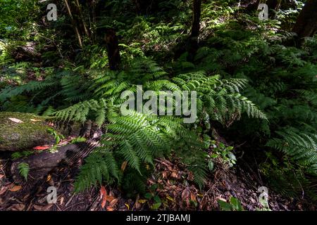 Wanderung im Cubo de La Galga. Puntallana, La Palma, Santa Cruz de Teneriffa, Kanarische Inseln, Spanien Stockfoto