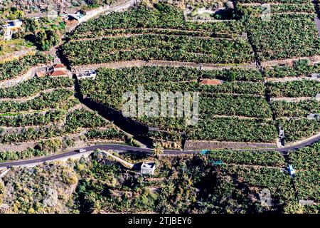 Luftaufnahme. Bananenplantagen in Los Llanos de Aridane, La Palma, Santa Cruz de Tenerife, Kanarischen Inseln, Spanien Stockfoto