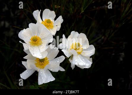 Mount Cook Lillies. Ranunculus lyallii ist eine Art von Ranunculus, endemisch in Neuseeland, wo sie auf der Südinsel und auf der Stewart Island in einer Höhe von 700-1500 m vorkommt. R. lyallii ist die größte Art der Gattung Ranunculus und wächst über einen Meter hoch. "Zu seinen vielen wichtigen botanischen Entdeckungen in dieser Umfrage gehörte die des Monarchen aller Butterblumen, der gigantische weißblühende Ranunculus lyallii, die einzige bekannte Art mit Peltatblättern, die 'Seerose' der neuseeländischen shepherdsÓ - Joseph Dalton Hooker (1895) 33 Journal of Botany, p209' Credit: BSpragg Stockfoto