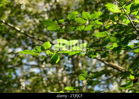 Detail der Flachblätter einer Buche Stockfoto