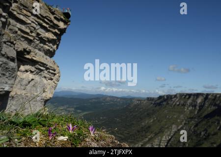 Crocus nudiflorus blüht im Vordergrund, mit dem Aussichtspunkt Salto del Nervión im Hintergrund Stockfoto