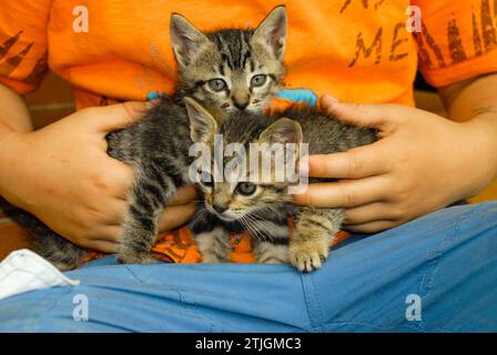Zwei neugeborene Kätzchen in den Händen eines Kindes Stockfoto