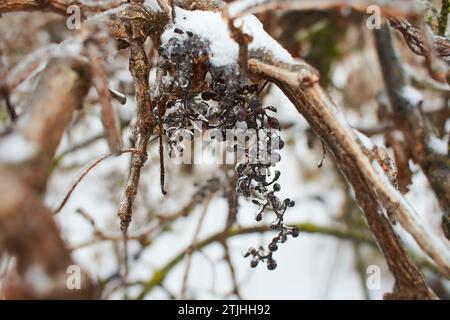 Blumen des Laubgrases, Büsche bedeckt mit Eiskruste nach dem eisigen Regen, Fragment, Hintergrund. Ausgewählter Fokus Stockfoto