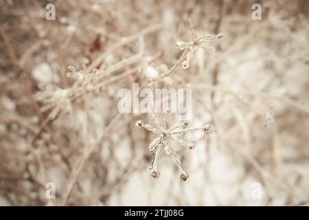 Blumen des Laubgrases, Büsche bedeckt mit Eiskruste nach dem eisigen Regen, Fragment, Hintergrund. Ausgewählter Fokus Stockfoto