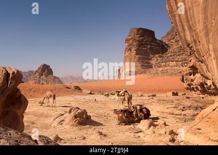 Kamele in der Wüste Wadi Rum, Jordanien. Wadi Rum, auch bekannt als Tal des Mondes, ist ein Tal, das in den Sandstein und Granitfelsen im südlichen Jordanien, nahe der Grenze zu Saudi-Arabien und etwa 60 km (37 mi) östlich der Stadt Aqaba geschnitten wurde. Mit einer Fläche von 720 km2 ist es das größte Wadi (Flusstal) Jordaniens. Mehrere prähistorische Zivilisationen hinterließen Petroglyphen, Felsinschriften und Ruinen in Wadi Rum. Heute ist es eine Touristenattraktion, die geführte Touren, Wandern und Klettern anbietet. Das Naturschutzgebiet Wadi Rum gehört seit 2011 zum UNESCO-Weltkulturerbe. Stockfoto