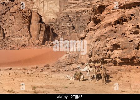 Kamele in der Wüste Wadi Rum, Jordanien. Wadi Rum, auch bekannt als Tal des Mondes, ist ein Tal, das in den Sandstein und Granitfelsen im südlichen Jordanien, nahe der Grenze zu Saudi-Arabien und etwa 60 km (37 mi) östlich der Stadt Aqaba geschnitten wurde. Mit einer Fläche von 720 km2 ist es das größte Wadi (Flusstal) Jordaniens. Mehrere prähistorische Zivilisationen hinterließen Petroglyphen, Felsinschriften und Ruinen in Wadi Rum. Heute ist es eine Touristenattraktion, die geführte Touren, Wandern und Klettern anbietet. Das Naturschutzgebiet Wadi Rum gehört seit 2011 zum UNESCO-Weltkulturerbe. Stockfoto