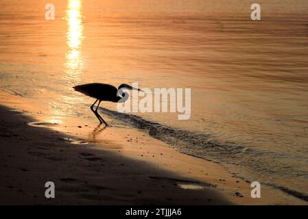 Westliches Rifffischen am Ufer des Roten Meeres in der Makadi Bay, Ägypten. Der westliche Riffreiher (Egretta gularis), auch westlicher Riffreiher genannt, ist ein mittelgroßer Reiher, der in Südeuropa, Afrika und Teilen Asiens vorkommt. Sie hat eine überwiegend küstennahe Verteilung und kommt in verschiedenen Gefieder-Formen vor Stockfoto