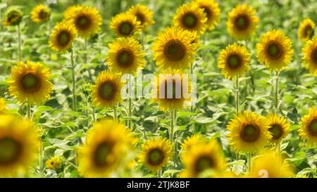 Sonnenblumen wachsen auf einem Feld. Sanftes, trübes Leuchten. Helianthus ist eine Gattung, die etwa 70 Arten von ein- und mehrjährigen blühenden Pflanzen aus der Familie der Gänseblümchen Asteraceae umfasst, die allgemein als Sonnenblumen bekannt sind. Mit Ausnahme von drei südamerikanischen Arten sind die Helianthus-Arten in Nordamerika und Mittelamerika beheimatet. Stockfoto