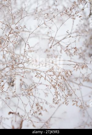 Blumen des Laubgrases, Büsche bedeckt mit Eiskruste nach dem eisigen Regen, Fragment, Hintergrund. Ausgewählter Fokus Stockfoto