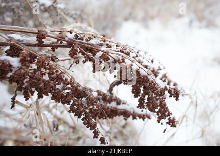 Blumen des Laubgrases, Büsche bedeckt mit Eiskruste nach dem eisigen Regen, Fragment, Hintergrund. Ausgewählter Fokus Stockfoto