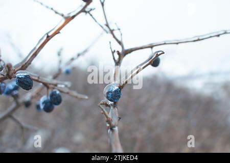 Blackthorn Sloe Beeren bedeckt mit Eiskruste nach eisigem Regen, Fragment, Hintergrund. Ausgewählter Fokus Stockfoto