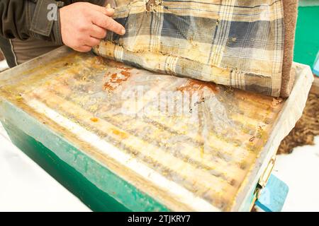 Biene auf Honigwabe mit Honig schneidet Nektar in Zellen. Makrobild einer Biene auf einem Rahmen aus einem Bienenstock. Bienen auf Waben. Winterzeit Stockfoto