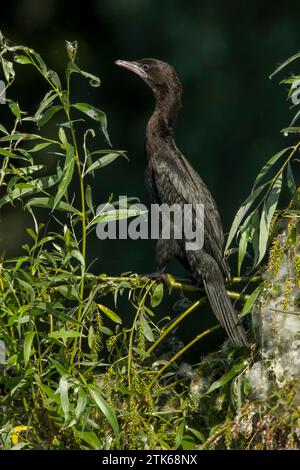 Pygmäen-Kormoran (Phalacrocorax pygmeus) in einem Busch vor dunkelgrünem Hintergrund Stockfoto