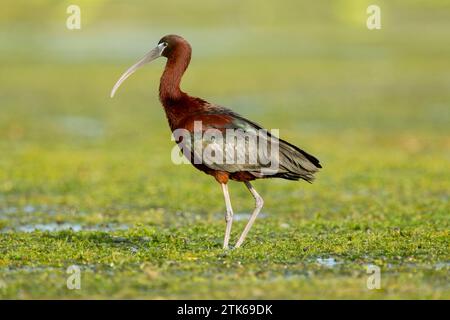 Hochglanzibis (Plegadis falcinellus) im Wasser im Donaudelta-Komplex mit Lagunen Stockfoto